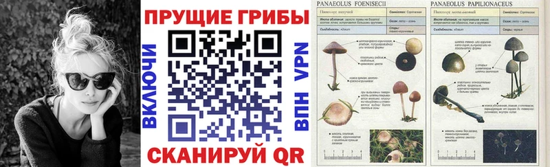 Галлюциногенные грибы прущие грибы Волжск